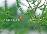 雨水