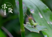 惊蛰