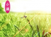 小满